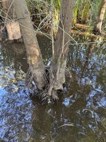 IMG_7145.jpeg