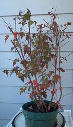 IMG_6948.jpg