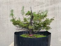 2larch2.jpg