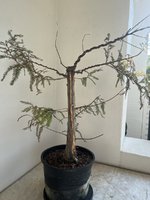 IMG_4798.jpeg