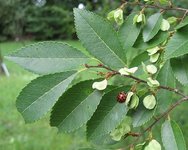 chinese elm leaf.jpg