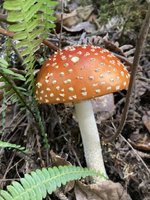 IMG_1718.jpeg