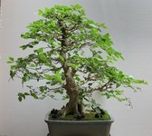 Korean Hornbeam (Big)_23'06_1F.jpg