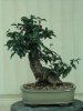 jan 29 bonsai 009.jpg