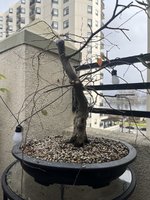 IMG_2605.jpeg