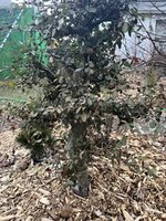 IMG_7471.jpeg