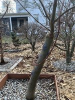 IMG_7490.jpeg