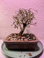 IMG_0159.jpeg