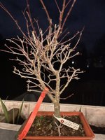 IMG_1717.jpeg