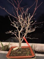 IMG_1718.jpeg