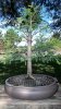 bald cypress 10-29-14 001.jpg