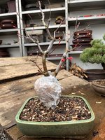 IMG_1989.jpeg