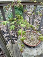 IMG_4253.jpeg