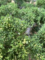 IMG_4130.jpeg