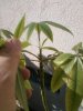 chorisia at 1 year.jpg