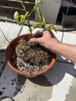 IMG_8695.jpeg