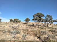 Air Layer Utah Juniper Context 5-11-24.jpg