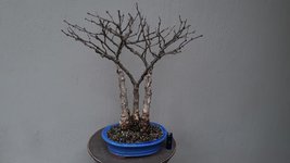 Acacia 5B.jpg