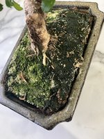 IMG_2331.jpeg