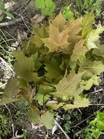 IMG_3614.jpeg