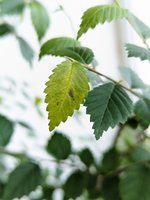 PXL_20240516_075020190.jpg