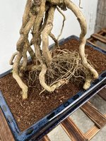 exposed root ball.jpg