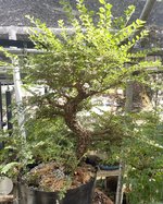 IMG_2416.jpeg