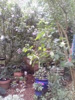 IMG_20230716_112410.jpg