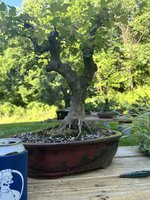 IMG_7719.jpeg