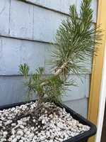 IMG_9885.jpeg