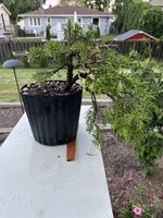 IMG_2030.jpeg