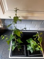Bonsai 22.jpg