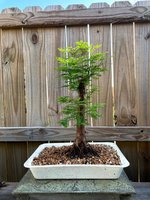 bald cypress.jpg