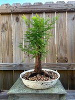 Bald cypress buy.jpg