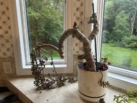 IMG_2120.jpeg