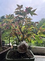 IMG_4169.jpeg