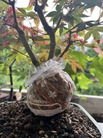 IMG_4170.jpeg
