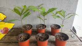 20240503_182503_pinOakSeedlings.jpg