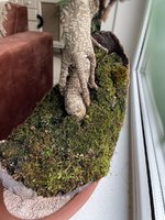 IMG_3551.jpeg