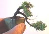 little juniper 5-12 c.JPG