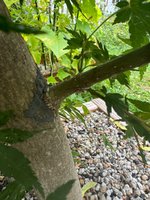 IMG_7937.jpeg
