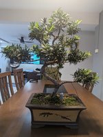 Budding Pine (Front).jpeg