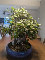 Ficus 4.jpeg