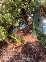 IMG_3755.jpeg