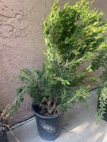 IMG_3753.jpeg