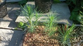 IMG_20240814_095106.jpg