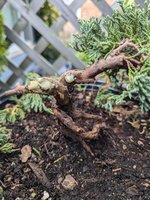 Icee_Blue_Juniper_3.jpg