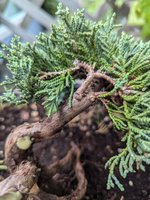 Icee_Blue_Juniper_6.jpg