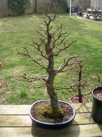 American Sweetgum (2).JPG