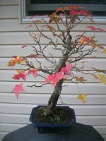 American Sweetgum.JPG